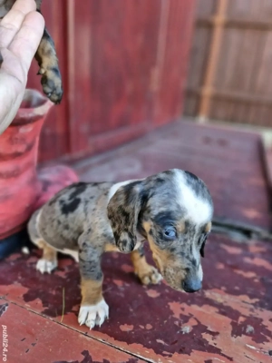 Puii teckel arlechin  - imagine 3