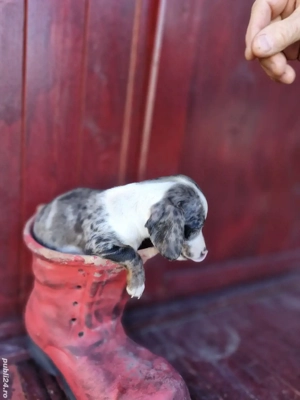 Puii teckel arlechin  - imagine 4