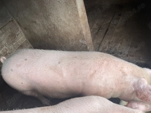 Vand porc de Craciun  - imagine 3