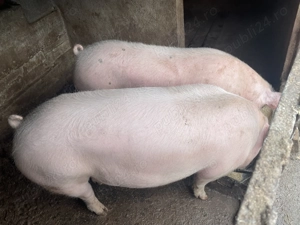 Vand porc de Craciun  - imagine 2