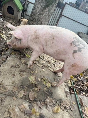 De vanzare - imagine 2