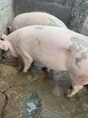 De vanzare - imagine 3