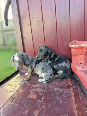 Puii teckel arlechin 