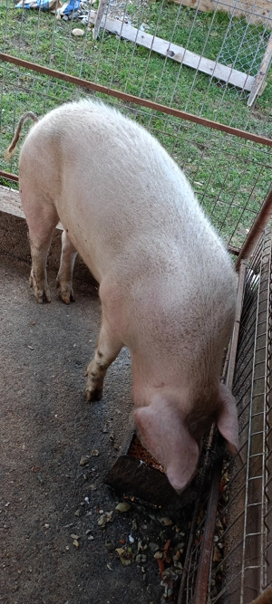 De vanzare porc de carne 120-140kg Comuna vidra județul Alba 