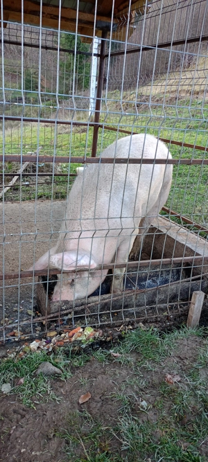 De vanzare porc 120-140kg  Comuna Vidra Judetul Alba  - imagine 2