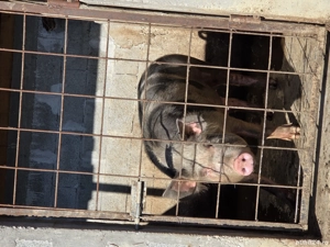 vand purcea, porc si grasuni  - imagine 2