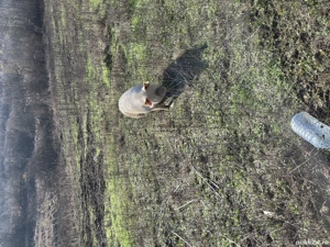 vand purcea, porc si grasuni  - imagine 3