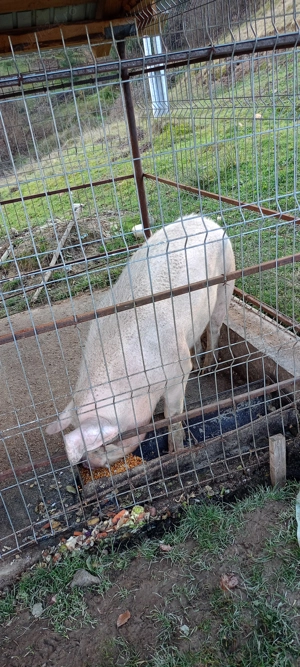 De vanzare porc de carne 120-140kg Comuna vidra județul Alba  - imagine 2