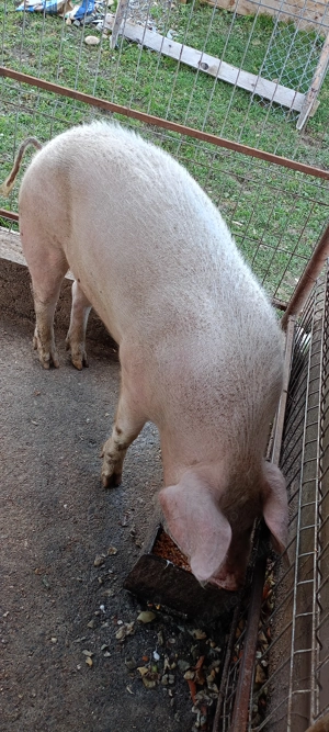 De vanzare porc de carne 120-140kg Comuna vidra județul Alba  - imagine 3