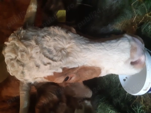 Vând  vacă baltata are aproximativ 7 ani . Nu am verificat încă in acte . 