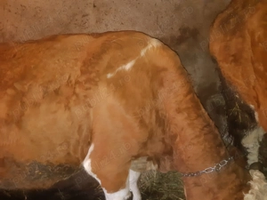 Vând  vacă baltata are aproximativ 7 ani . Nu am verificat încă in acte .  - imagine 2