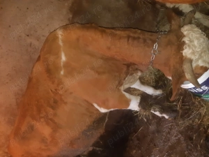 Vând  vacă baltata are aproximativ 7 ani . Nu am verificat încă in acte .  - imagine 3