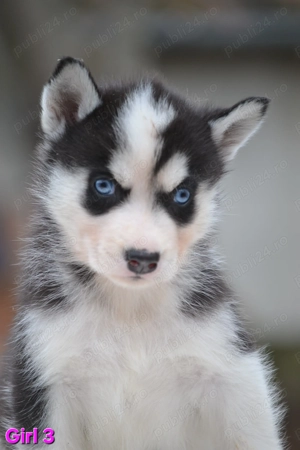 Husky Siberian cu pedigree  - imagine 5
