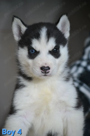 Husky Siberian cu pedigree  - imagine 2