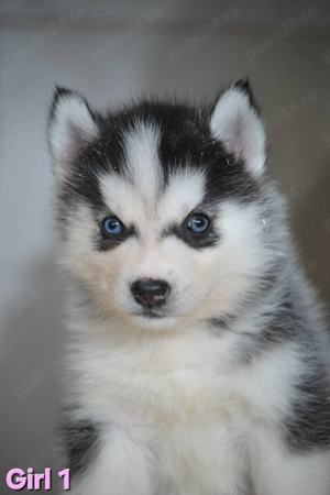 Husky Siberian cu pedigree 