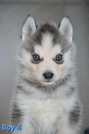 Husky Siberian cu pedigree  - imagine 3