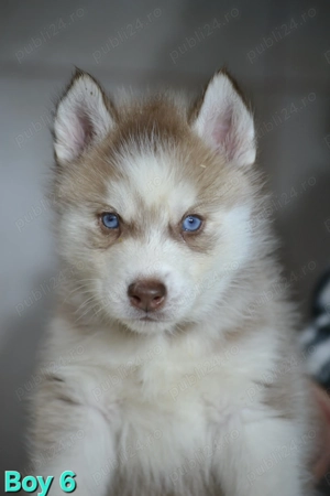 Husky Siberian cu pedigree  - imagine 4