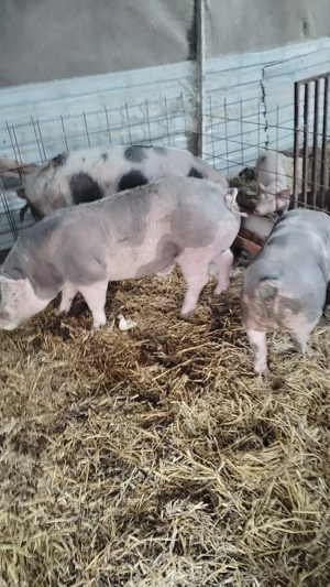 Porci de vânzare între 80-160 de kg  - imagine 4