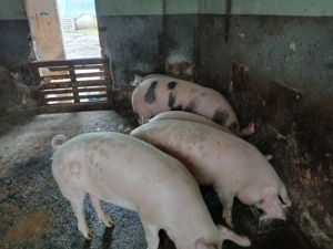 Vând doi porci unu de 100 kg și unu de 150kg 