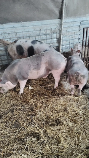 Porci de vânzare între 80-160 de kg  - imagine 2
