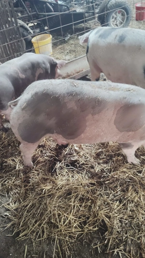 Porci de vânzare între 80-160 de kg  - imagine 3