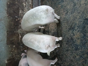 Vând doi porci unu de 100 kg și unu de 150kg  - imagine 5