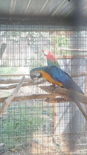 rase de papagali  - imagine 5