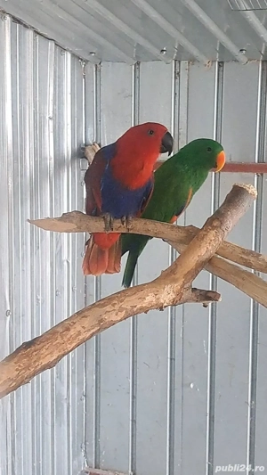 rase de papagali  - imagine 4
