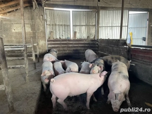 porci de vanzare -( 