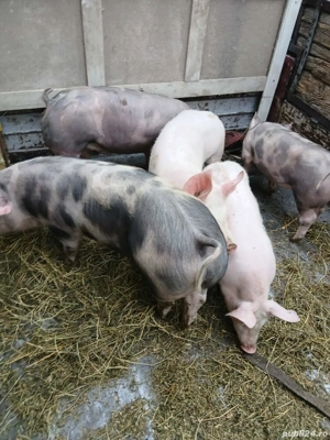 vand suldani pietran 4 luni  - imagine 2