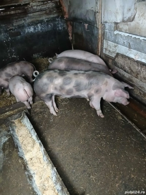 vand suldani pietran 4 luni 