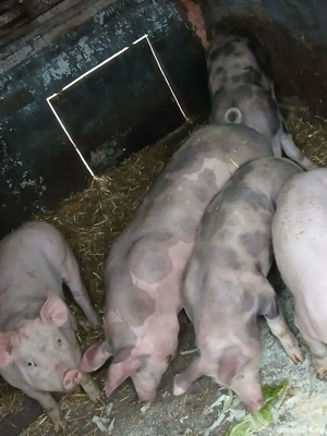 vand suldani pietran 4 luni  - imagine 3