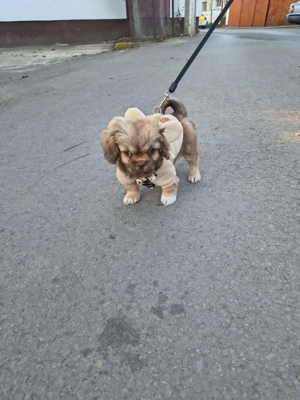 Pichinez imperial - imagine 2