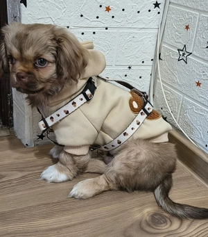 Pichinez imperial - imagine 3