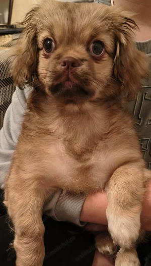 Pichinez imperial - imagine 4