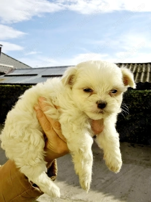 Băiețel Bishon maltez  - imagine 2