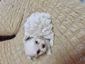 Băiețel Bishon maltez  - imagine 4