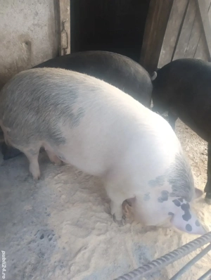 vand porc aprox 140kg