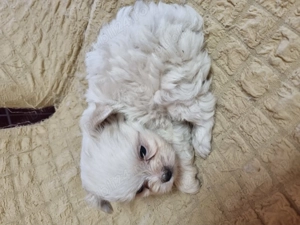 Băiețel Bishon maltez  - imagine 3