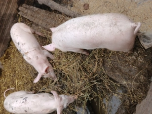 Purcei de vânzare  - imagine 5