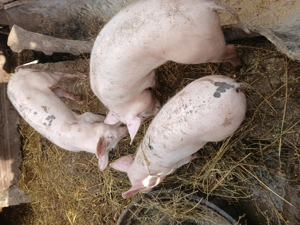 Purcei de vânzare  - imagine 2