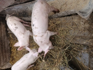 Purcei de vânzare  - imagine 3