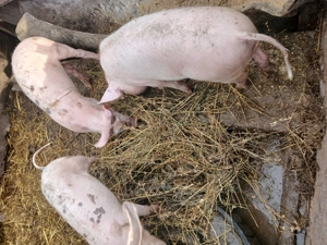 Purcei de vânzare  - imagine 4