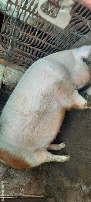 Vând porci - imagine 4