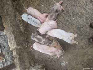 Purcei de vanzare  - imagine 2