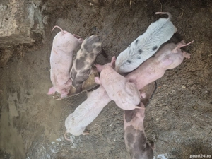 Purcei de vanzare  - imagine 3