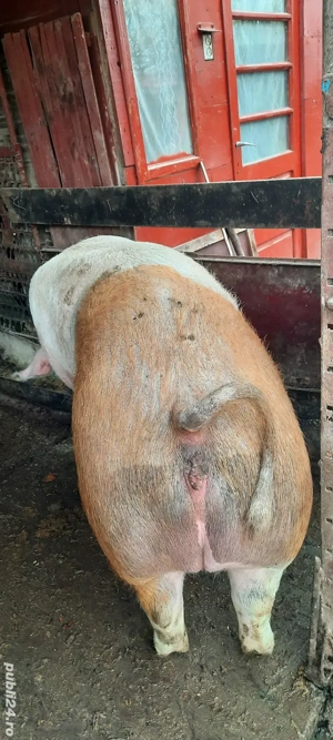 Vând porci - imagine 2