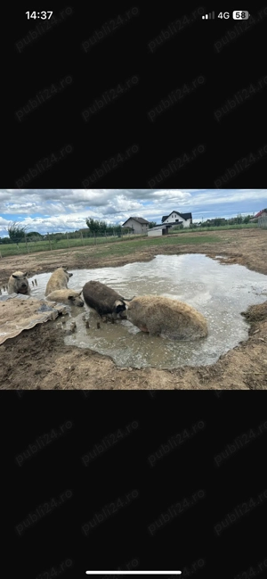 Vând porci Mangaliță 