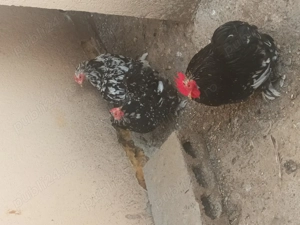 Vand cochinchina pitic - imagine 2