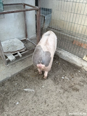 porci de craciun - imagine 5